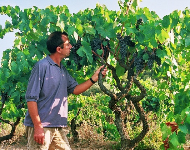 MontRubi - Josep